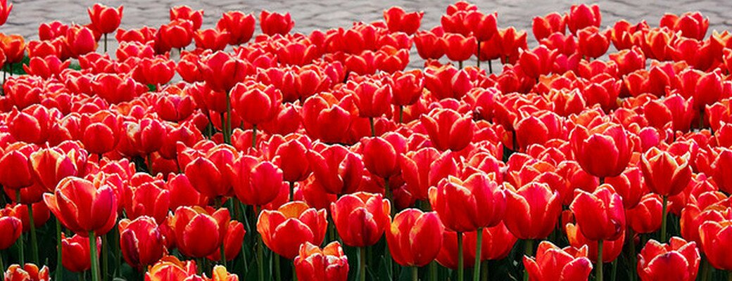 Guide for Caregivers and Families with Parkinsons
